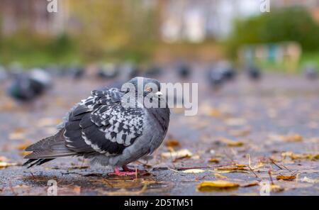 Schöne Taube mit auf dem Bürgersteig in der städtischen Umgebung. Stockfoto