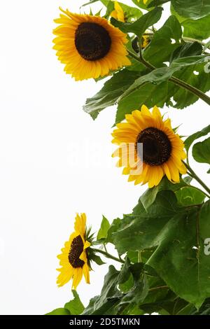 Drei Sonnenblumen isoliert auf weißem Hintergrund mit Kopierraum Stockfoto