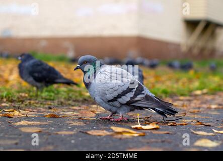 Schöne Taube mit auf dem Bürgersteig in der städtischen Umgebung. Stockfoto