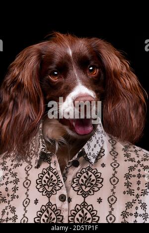 Ein Hund, der als Mensch in einem Studioportrait mit Hemd dargestellt wird. English springer Spaniel trägt ein Hemd wie ein lächelndes Studioportrait. Stockfoto