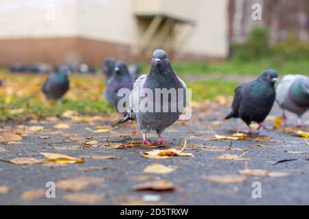 Schöne Taube mit auf dem Bürgersteig in der städtischen Umgebung. Stockfoto