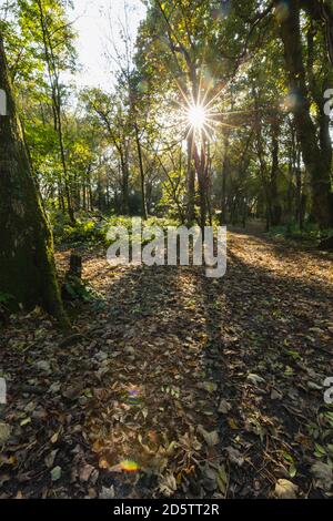 Herbstsonne scheint auf einem Pfad in Mischwäldern in Wales. Stockfoto