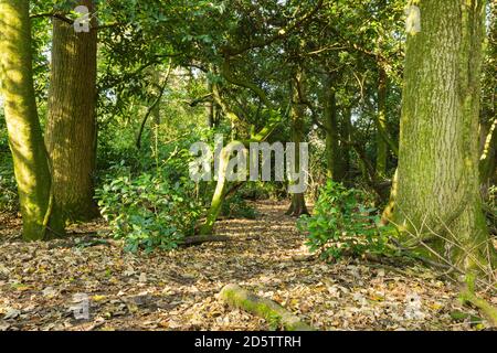 Eichen in der Nähe eines Pfades in Mischwäldern in Pembrokeshire, Wales. Stockfoto