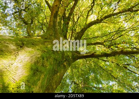 Überdachtes Baldachin einer reifen Buche im Herbst. Stockfoto