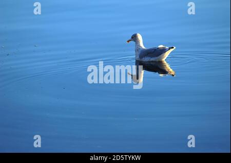 Möwe schwimmt weg von der Kamera in ruhigem Wasser bei Sonnenuntergang. Stockfoto