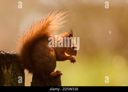 Ein rotes Eichhörnchen ernährt sich vor dem Winter im Widdale Red Squirrel Reserve in North Yorkshire. Stockfoto