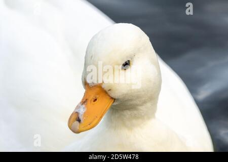 Nennen Sie Ente, Anas platyrhynchos domesticus. Kleine weiße Ente auf dem Wasser, England Großbritannien. Männchen oder drachenvogel. Hausente in freier Wildbahn. Nahaufnahme, Kopfschuss Stockfoto