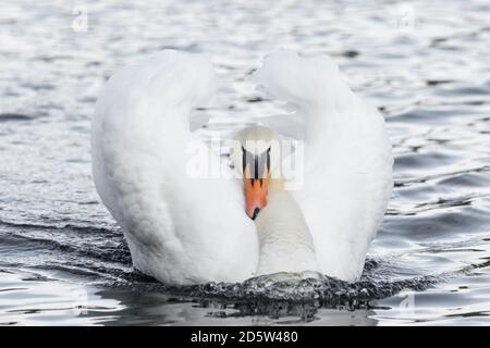 Stummer Schwan auf einem See. Busking ist ein territoriales Verhalten, bei dem sie die Flügel aufflammen, den Kopf zurückschieben und mit beiden Füßen paddeln. England GB Stockfoto
