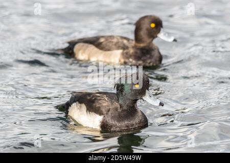 Paar getuftete Enten, aythya fuligula, Männchen und Weibchen auf Wasser im Sonnenlicht, die irisierenden Glanz und Glanz der Gefiederfarben zeigen. England GB Stockfoto