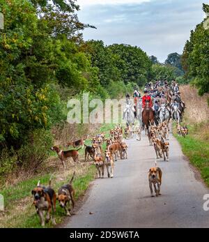 Harston, Grantham, Lincolnshire - die Belvoir Hounds, draußen für morgendliche berittene Hundeübung Stockfoto