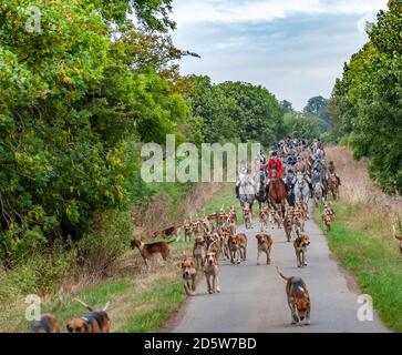 Harston, Grantham, Lincolnshire - die Belvoir Hounds, draußen für morgendliche berittene Hundeübung Stockfoto