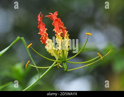 Glory Lily - Feuerlilie Stockfoto