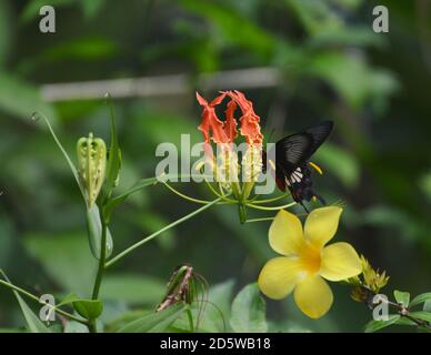 Glory liy – Flammenlilie Stockfoto