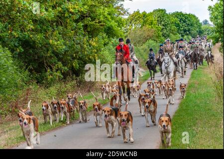 Harston, Grantham, Lincolnshire - die Belvoir Hounds, draußen für morgendliche berittene Hundeübung Stockfoto