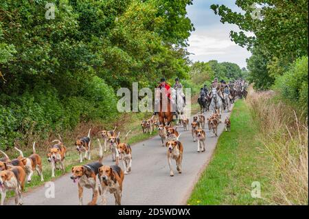 Harston, Grantham, Lincolnshire - die Belvoir Hounds, draußen für morgendliche berittene Hundeübung Stockfoto