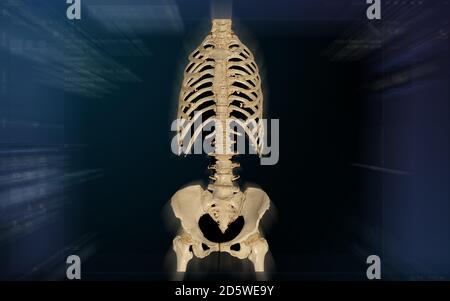 CT-SCAN der gesamten Wirbelsäule 3d-Rendering isoliert auf unscharfen Monitorhintergrund. Stockfoto