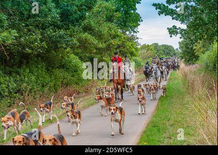 Harston, Grantham, Lincolnshire - die Belvoir Hounds, draußen für morgendliche berittene Hundeübung Stockfoto