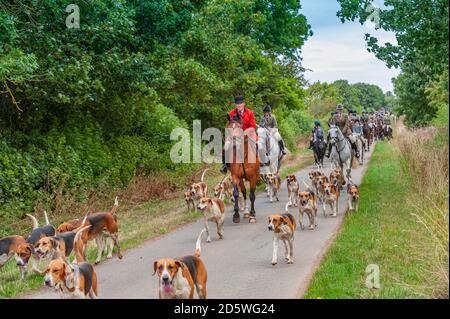 Harston, Grantham, Lincolnshire - die Belvoir Hounds, draußen für morgendliche berittene Hundeübung Stockfoto