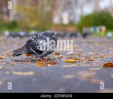 Schöne Taube mit auf dem Bürgersteig in der städtischen Umgebung. Stockfoto