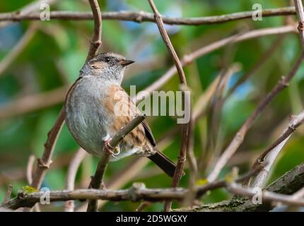 Ausgewachsener Dunnock-Vogel (Prunella modularis), ein kleiner Singvogel oder Sitzvogel, der im Herbst auf einem Baumzweig in West Sussex, England, Großbritannien, thront. Stockfoto