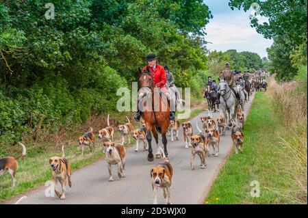 Harston, Grantham, Lincolnshire - die Belvoir Hounds, draußen für morgendliche berittene Hundeübung Stockfoto