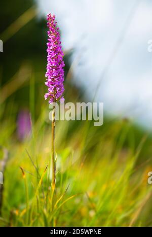 Wilde bunte Bergblumen mit schönem Bokeh Stockfoto