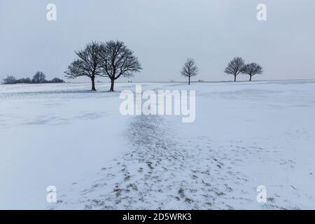 Bäume auf einer flachen verschneiten Landschaft im Winter Stockfoto