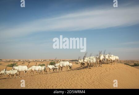 arabischer Oryx in einer Wüste bei Dubai Stockfoto