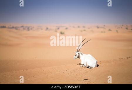 arabische Oryx auf einer Sanddüne in einer Wüste VAE Stockfoto