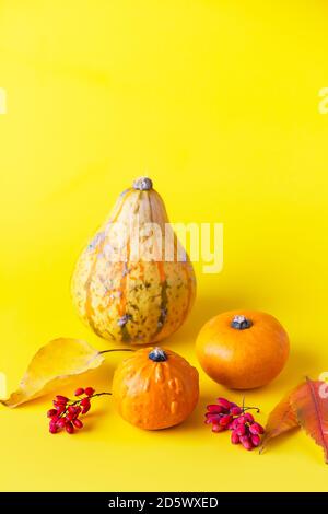 Herbstkomposition. Kleine Kürbisse, getrocknete Blätter und Beeren. Herbst, Herbst oder halloween Konzept. Speicherplatz kopieren. Stockfoto