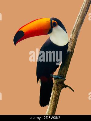 Toucan Toco sitzt auf einem Ast von Baum Stockfoto