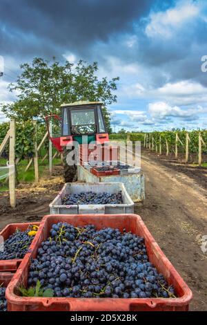 Alte Traktor Anhänger voll von verschiedenen Trauben im Weinberg während der Weinlese Saison geerntet.Detail der süßen Bio-saftigen Weinrebe im Herbst. Trauben Stockfoto