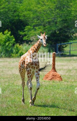 CAPE MAY COUNTY, NJ-21 JUL 2020- Blick auf eine Giraffe in der African Savanna Ausstellung im Cape May County Park & Zoo in Cape May County, New J Stockfoto