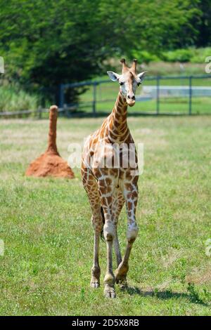 CAPE MAY COUNTY, NJ-21 JUL 2020- Blick auf eine Giraffe in der African Savanna Ausstellung im Cape May County Park & Zoo in Cape May County, New J Stockfoto