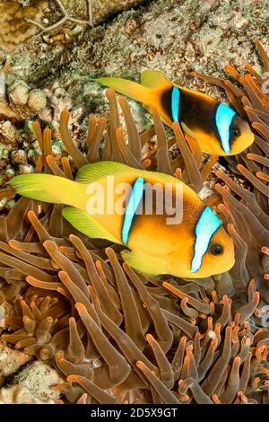 Rotes Meer Clownfisch, Zweibänderanemonefisch, Amphiprion bicintus, Rotes Meer, Ägypten Stockfoto