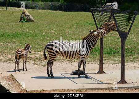 CAPE MAY COUNTY, NJ-21 JUL 2020- Blick auf ein Baby Zebra und seine Mutter bei der African Savanna Ausstellung im Cape May County Park & Zoo in New Stockfoto