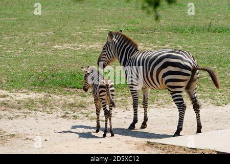 CAPE MAY COUNTY, NJ-21 JUL 2020- Blick auf ein Baby Zebra und seine Mutter bei der African Savanna Ausstellung im Cape May County Park & Zoo in New Stockfoto