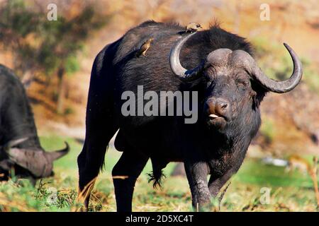 Büffel, Syncerus Caffer, Chobe River, Chobe Nationalpark, Botswana, Afrika Stockfoto