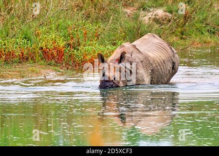 Nashorn, Nashorn, Nashorn, Nashorn, Nashorn, Feuchtgebiete, Royal Bardia National Park, Bardiya National Park, Nepa Stockfoto