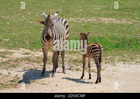 CAPE MAY COUNTY, NJ-21 JUL 2020- Blick auf ein Baby Zebra und seine Mutter bei der African Savanna Ausstellung im Cape May County Park & Zoo in New Stockfoto