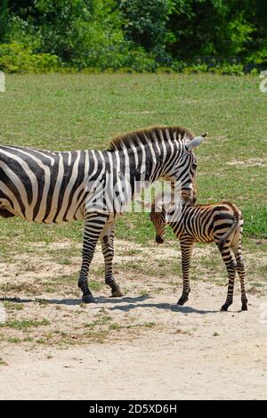 CAPE MAY COUNTY, NJ-21 JUL 2020- Blick auf ein Baby Zebra und seine Mutter bei der African Savanna Ausstellung im Cape May County Park & Zoo in New Stockfoto