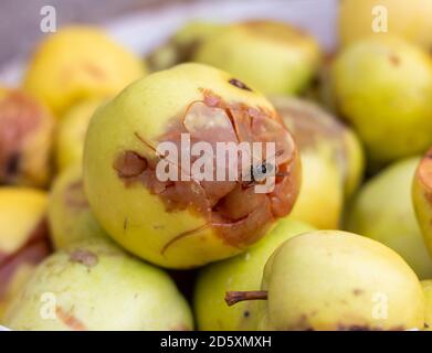 Fauler Apfel.EIN Haufen fauler zerbrochener Äpfel, Aas Stockfoto