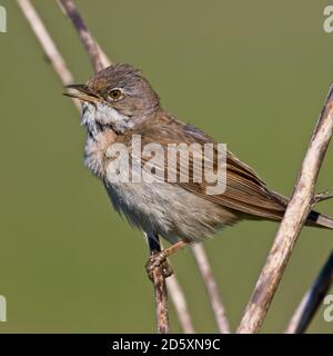 Common Whitethroat (Sylvia communis) Singing, Cornwall, England, Großbritannien. Stockfoto