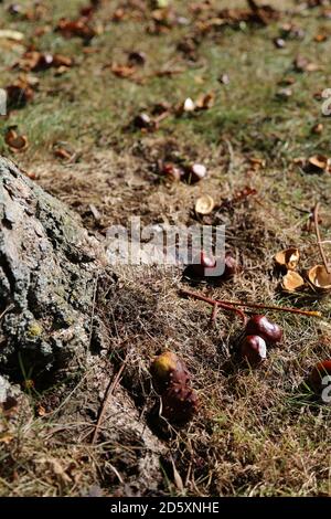 'Unter dem Kastanienbaum' September 2020 Dieses Foto wurde am Fuße eines Konkerbaumes im Cotswold England aufgestellt. Stockfoto