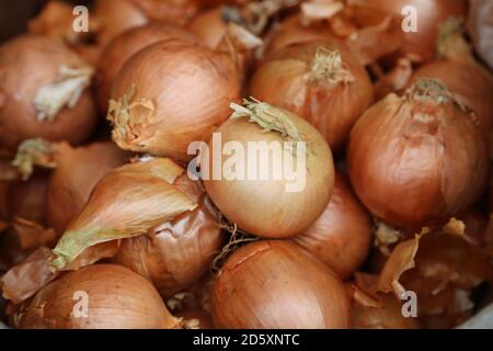 'Onions have Layers' Diese Fotos wurden auf einem lokalen Bauernmarkt aufgenommen. September 2020 Stockfoto