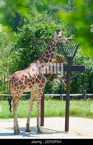 CAPE MAY COUNTY, NJ-21 JUL 2020- Blick auf eine Giraffe in der African Savanna Ausstellung im Cape May County Park & Zoo in Cape May County, New J Stockfoto