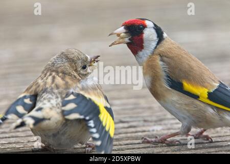 Erwachsener Europäischer Goldfink (Carduelis carduelis), Fütterung eines Jugendlichen, Penzance, Cornwall, England, Großbritannien. Stockfoto