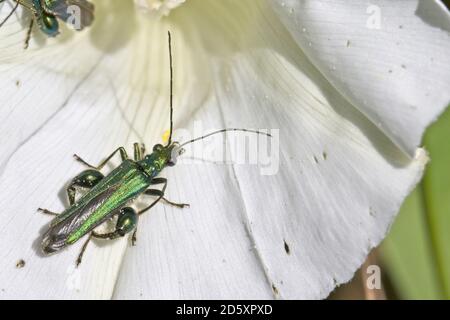 Oedemera nobilis, (auch bekannt als der falsche Ölkäfer, dickbeiniger Blütenkäfer oder geschwollener Dickkäfer) auf einer weißen Blume, Cornwall, England, Großbritannien. Stockfoto