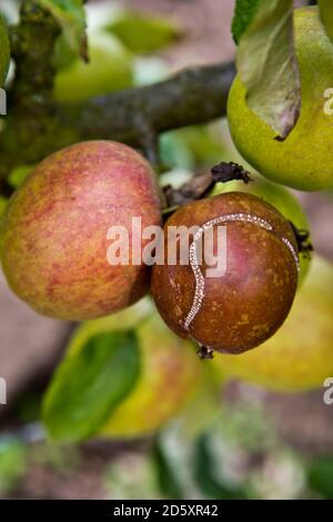 Apfelsäge (Hoplocampa testudinea) Schaden an einem Apfel Stockfoto