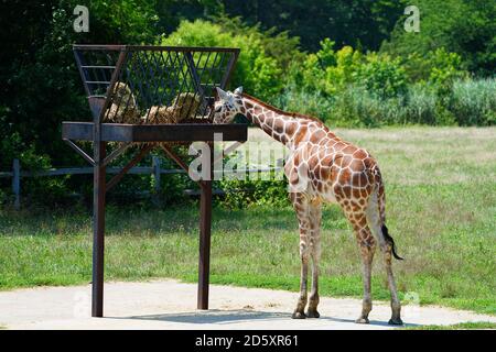 CAPE MAY COUNTY, NJ-21 JUL 2020- Blick auf eine Giraffe in der African Savanna Ausstellung im Cape May County Park & Zoo in Cape May County, New J Stockfoto